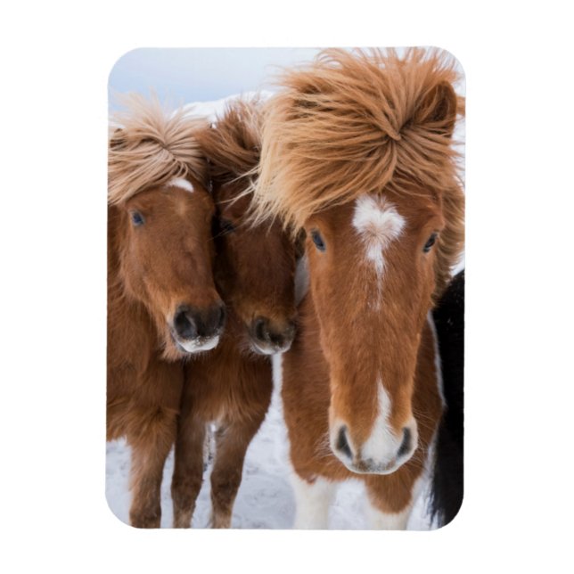 Magnet Flexible Icelandic Horses nuzzle (Vertical)