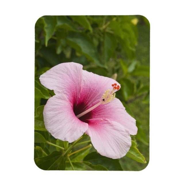 Magnet Flexible Îles Cook, Atiu. Fleur d'hibiscus. (Vertical)