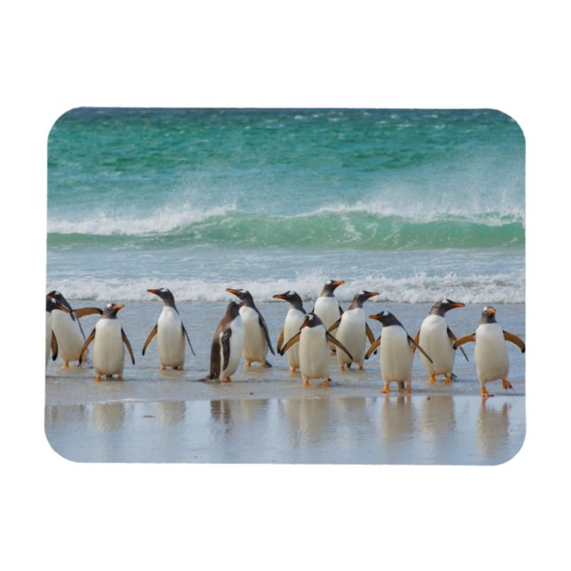 Magnet Flexible Îles Falkland. Île Saunders. Gentoo (Horizontal)