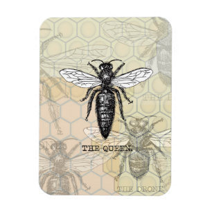 Magnet Flexible Illustration Antique d'Insecte de Bourdon Reine Ab