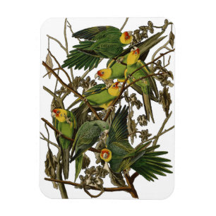 Magnet Flexible Illustration Audubon Carolina Parrot Bird