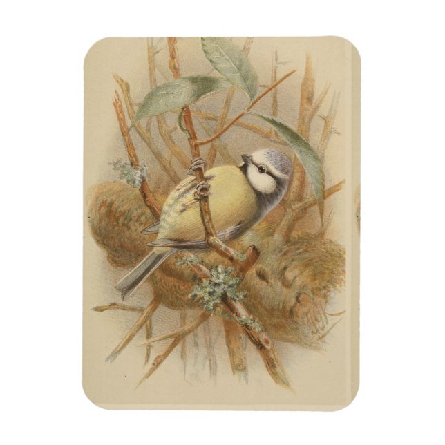 Magnet Flexible Illustration vintage de mésange bleue (Vertical)