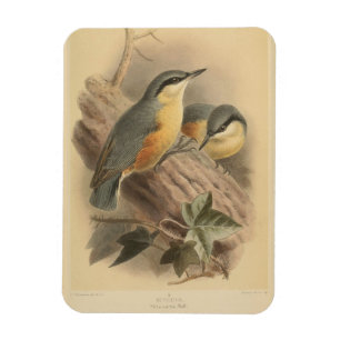 Magnet Flexible Illustration vintage de Nuthatch