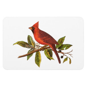 Magnet Flexible Illustration vintage du cardinal Song - années 180