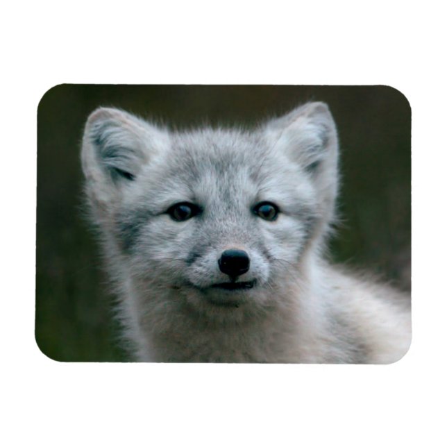Magnet Flexible Images Getty | Arctic Fox Kit (Horizontal)