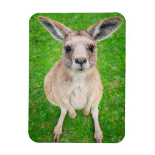 Magnet Flexible Images Getty   Baby Kangaroo