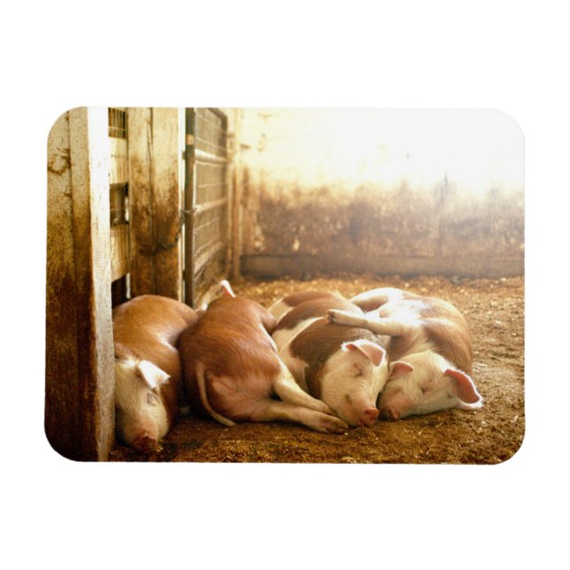 Magnet Flexible Images Getty | Chiens en train de se frotter (Horizontal)