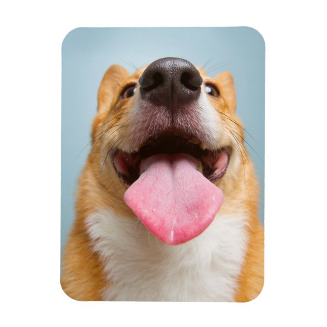 Magnet Flexible Images Getty | Corgi très heureux (Vertical)