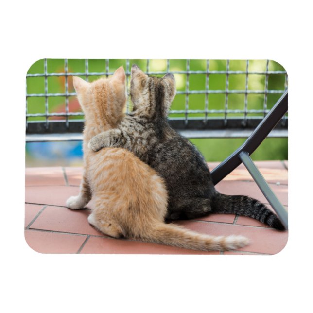 Magnet Flexible Images Getty | Deux chatons sur un balcon (Horizontal)