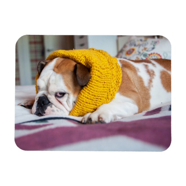 Magnet Flexible Images Getty | English Bulldog (Horizontal)