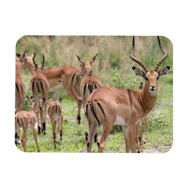 Magnet Flexible Impala Dans Le Delta De L'Okavango (Horizontal)