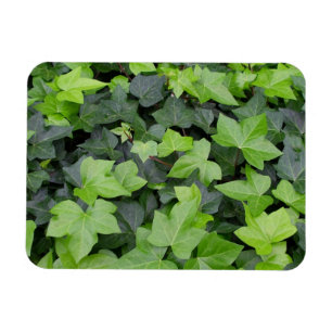 Magnet Flexible Impression botanique verte Ivy