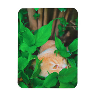 Magnet Flexible Impression de phot du chat de point de vue mignon