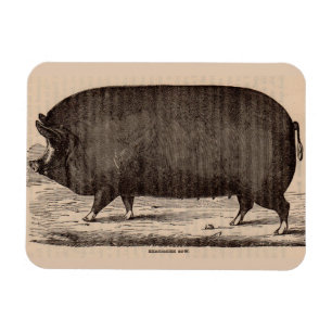 Magnet Flexible Impression de porc du 19e siècle Berkshire semé no