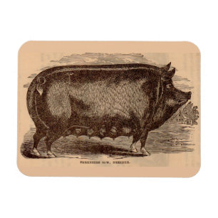 Magnet Flexible Impression de porc du 19e siècle Berkshire semé no