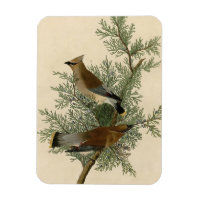 Impression d'oiseau de John James Audubon Jaseur b
