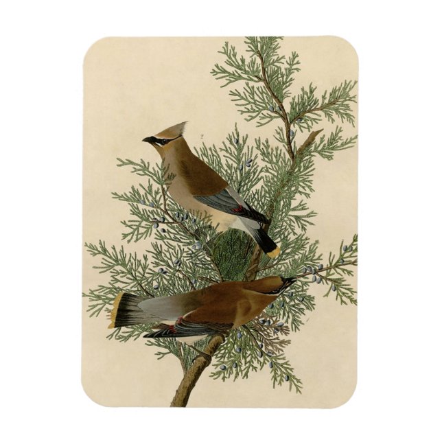Magnet Flexible Impression d'oiseau de John James Audubon Jaseur b (Vertical)