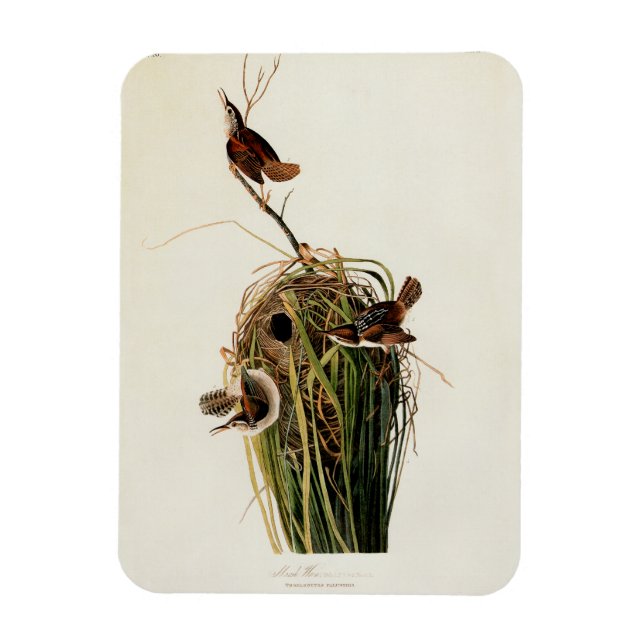 Magnet Flexible Impression d'oiseau Troglodyte des marais de John  (Vertical)