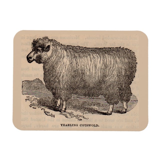 Magnet Flexible Imprimé au 19e siècle année Cotswold brebis (Horizontal)
