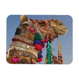 Magnet Flexible INDE, Rajasthan, Pushkar : FOIRE AUX CHAMEAUX DE P