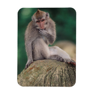 Magnet Flexible Indonésie, Bali, Ubud, Macaque à queue longue