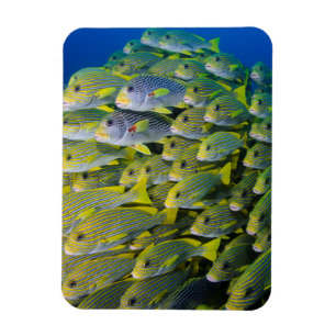 Magnet Flexible Indonésie. Banc de poissons