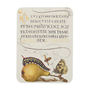 Magnet Flexible Insectes de jardin, mouche, chenille, poire, mille