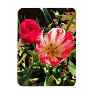 Magnet Flexible Inside a Pink et White Tulip