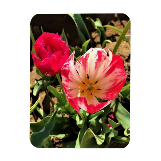 Magnet Flexible Inside a Pink et White Tulip (Vertical)