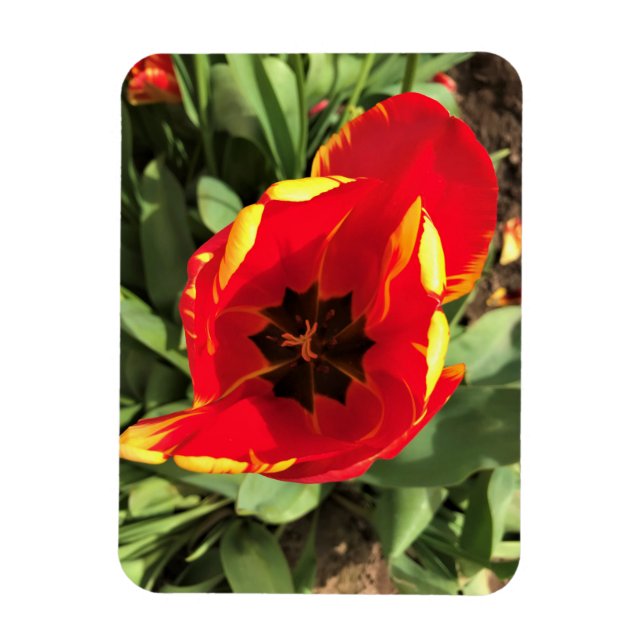 Magnet Flexible Inside Banja Luka Tulip, Oregon (Vertical)