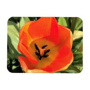 Magnet Flexible Intérieur de la tulipe orange