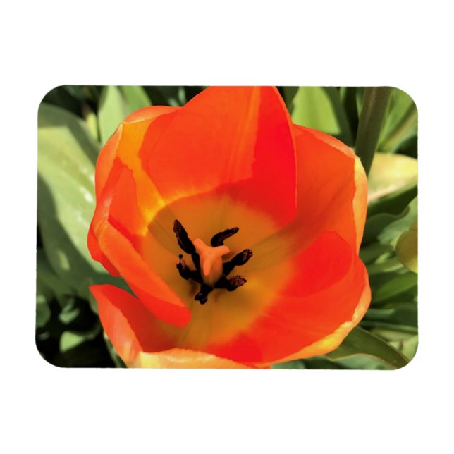 Magnet Flexible Intérieur de la tulipe orange (Horizontal)