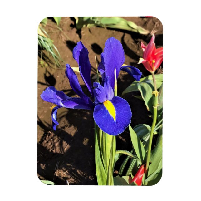 Magnet Flexible Iris à Tulip Field, Woodburn, Oregon (Vertical)