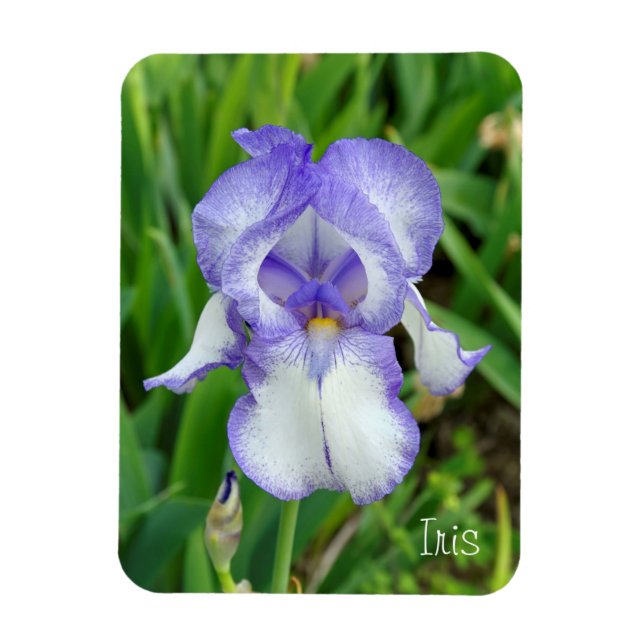 Magnet Flexible Iris bleu (Vertical)