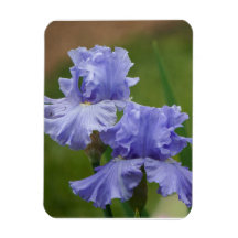 Iris Délice