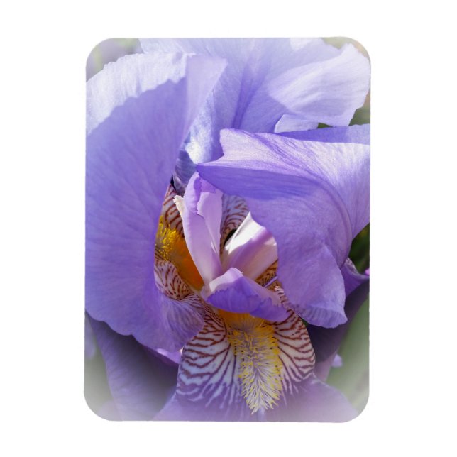 Magnet Flexible iris pourpre (Vertical)