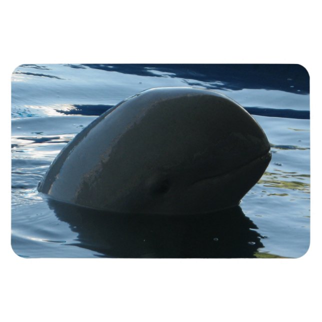 Magnet Flexible Irrawaddy Dolphin Peek-A-Boo (Horizontal)
