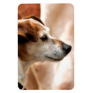 MAGNET FLEXIBLE JACK RUSSELL TERRIER CHIEN