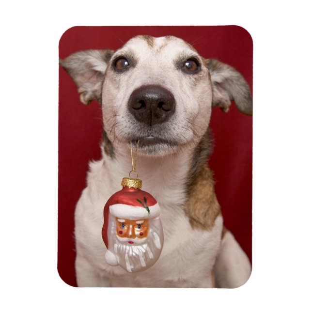 Magnet Flexible Jack Russell Terrier Holding Ornament de Noël (Vertical)