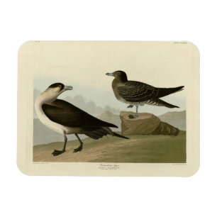 Magnet Flexible Jager de Richardson de Audubon's Birds of America