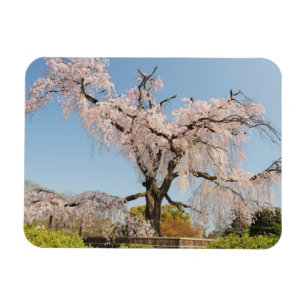 Magnet Flexible Japon, Kyoto. Cerisier pleureur sous un ciel bleu