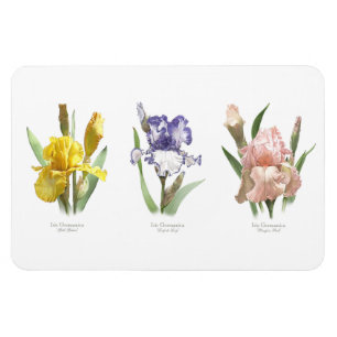 Magnet Flexible Jardin de fleurs d'iris