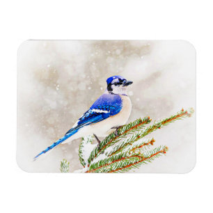Magnet Flexible Jay bleu dans un pin avec neige
