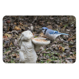 Magnet Flexible Jay bleu sur mou lapin nourricier oiseaux