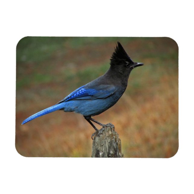 Magnet Flexible Jay de Steller (Cyanocitta stelleri) (Horizontal)