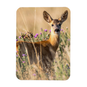Magnet Flexible Jeune cerf de chevreuil dans le pré
