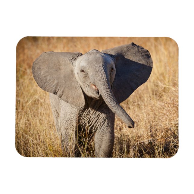 Magnet Flexible Jeune éléphant de savane (Horizontal)