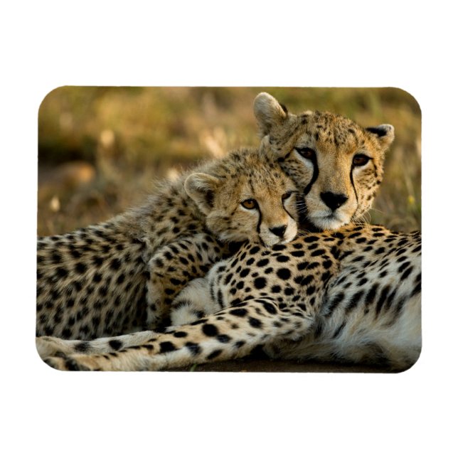 Magnet Flexible Jeune guépard câlinant sa mère (Horizontal)