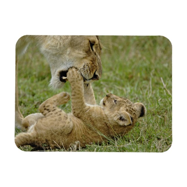 Magnet Flexible Jeune lion jouant (Horizontal)