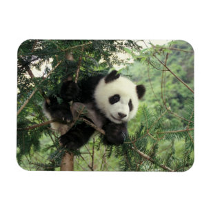 Magnet Flexible Jeune panda géant grimpe à un arbre, vallée de Wol